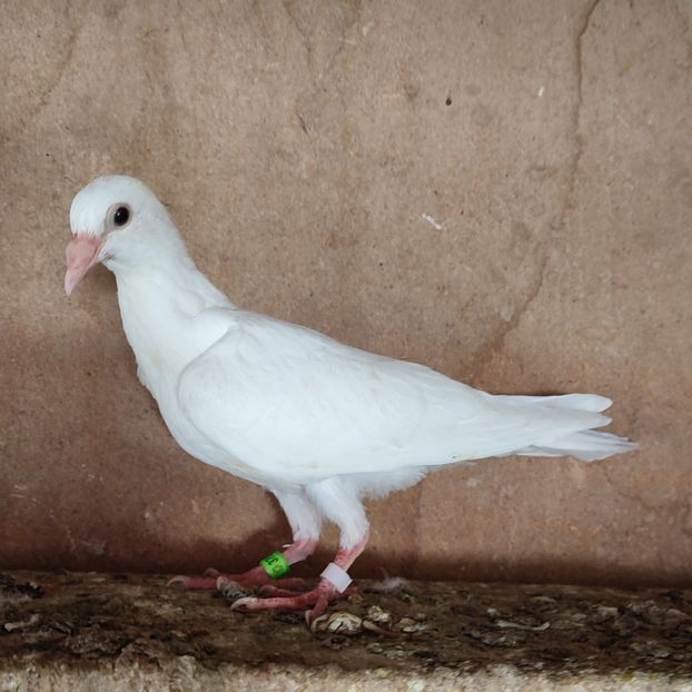 Pui 23-199....-20 lei - Porumbei vanduti