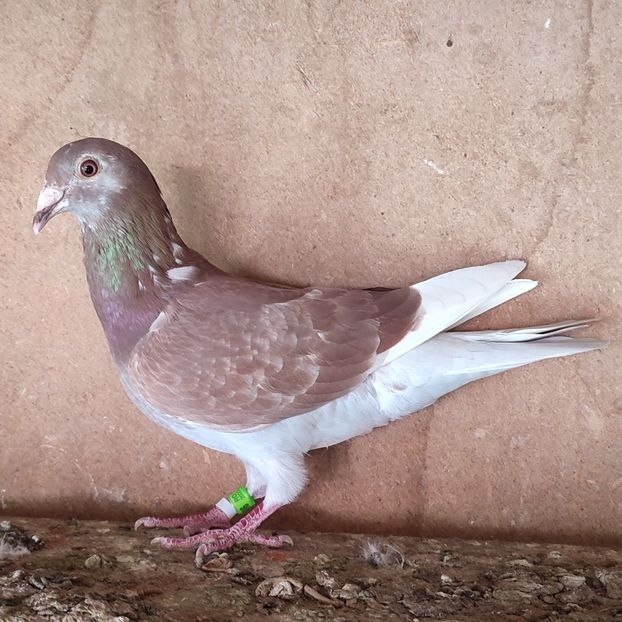 Femela 23-686 - Porumbei vanduti