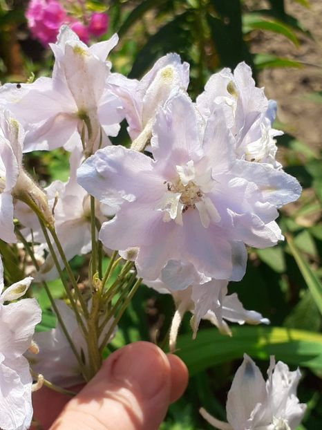  - 0001 HEMEROCALLIS - DELPHINUM