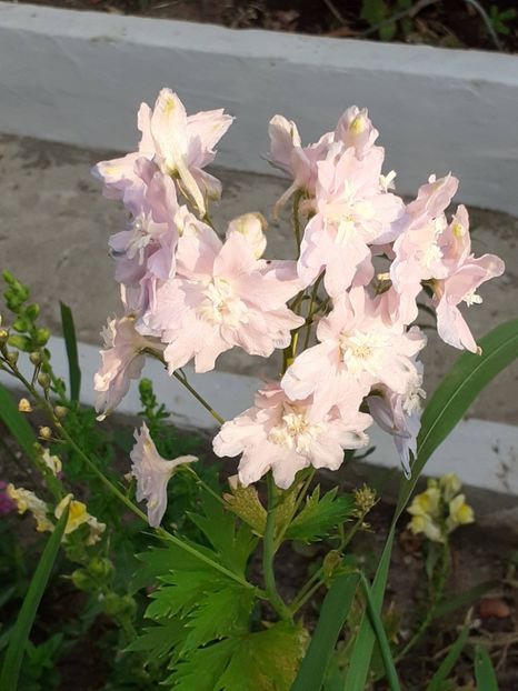  - 0001 HEMEROCALLIS - DELPHINUM