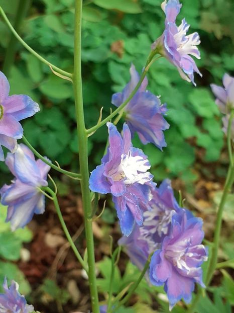  - 0001 HEMEROCALLIS - DELPHINUM