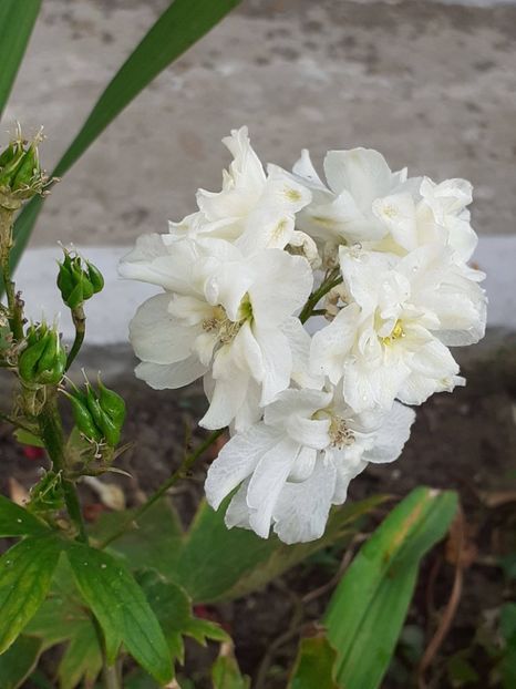  - 0001 HEMEROCALLIS - DELPHINUM