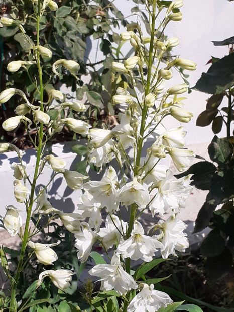  - 0001 HEMEROCALLIS - DELPHINUM