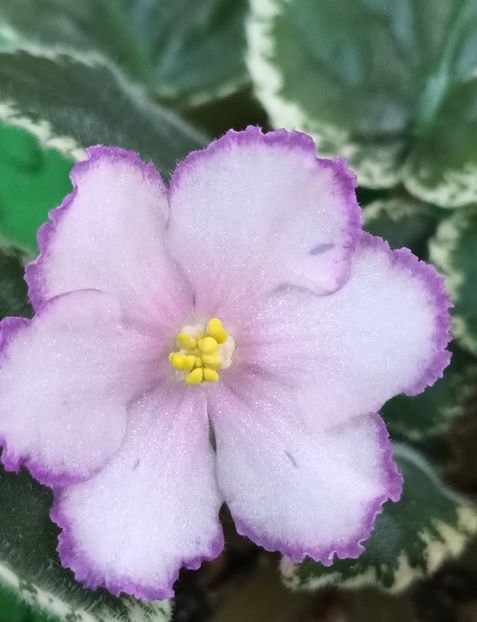 RS Solistka - PORTRETE