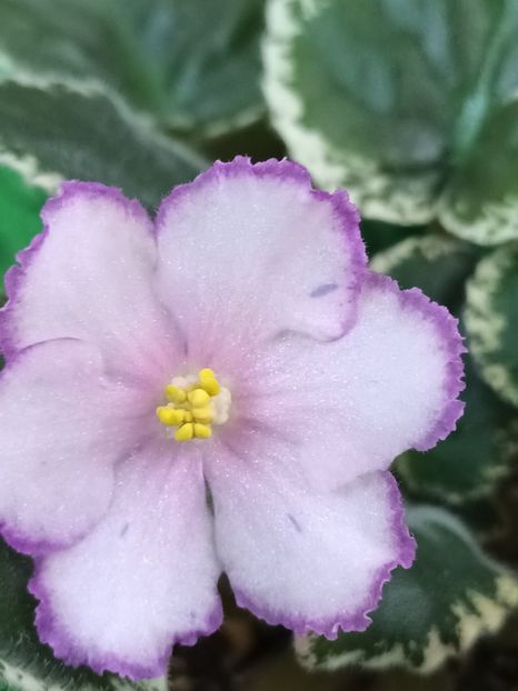 RS Solistka - PORTRETE