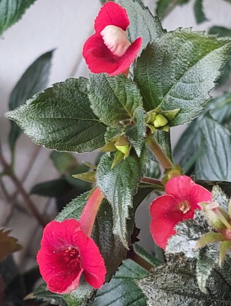 - RF-S MEXICAN VELVET RED