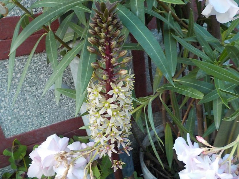  - eucomis