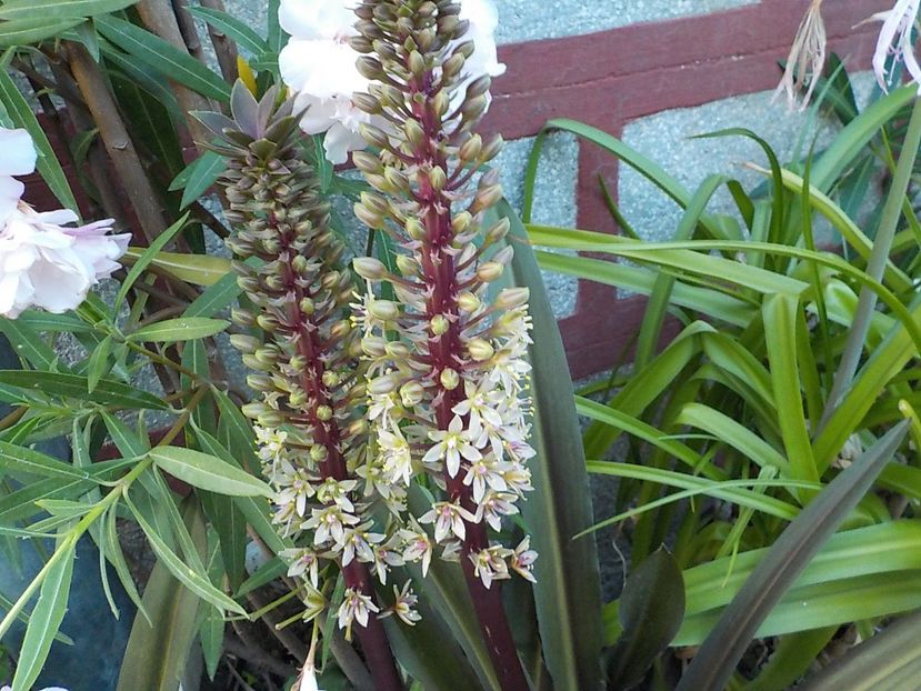  - eucomis