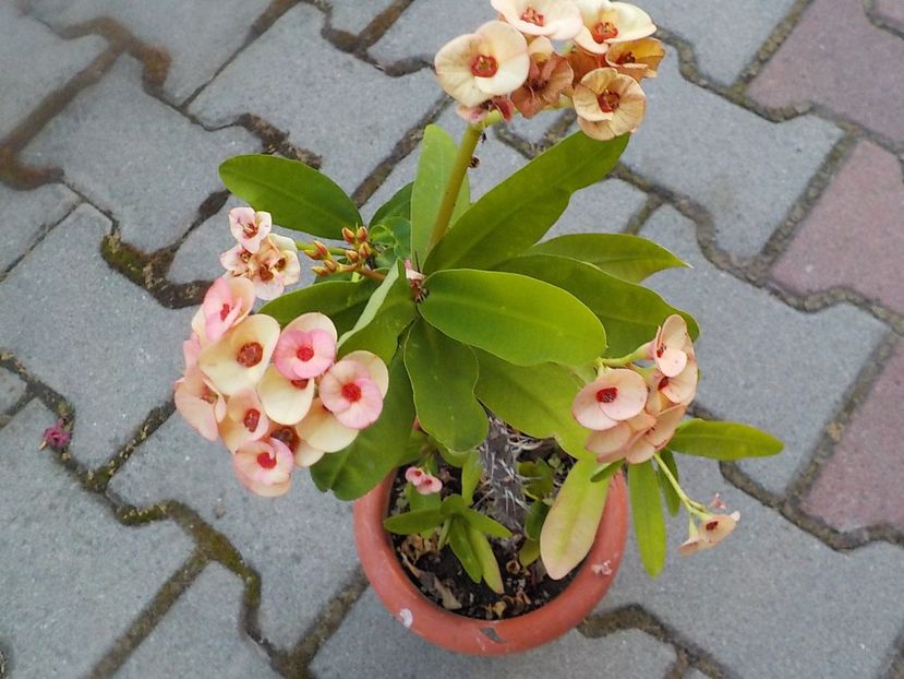  - euphorbia milli