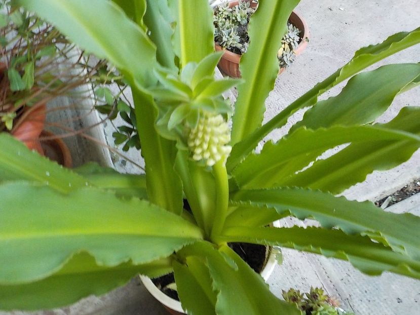  - eucomis