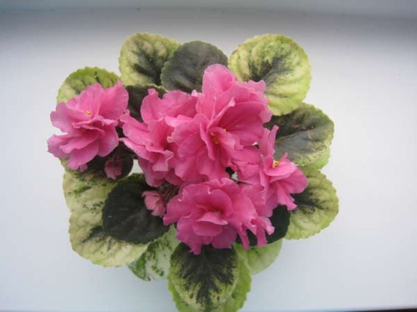 Poză net - Ian -Katiusha