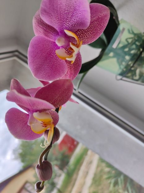  - Orhidee_3_monopodiale