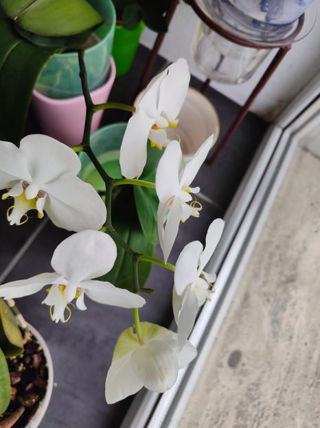  - Orhidee_3_monopodiale