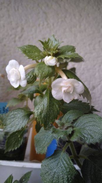  - 2024-Lemon Orchard