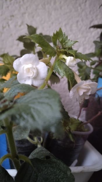  - 2024-Lemon Orchard