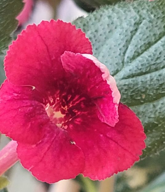  - RF-S MEXICAN VELVET RED