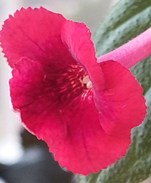  - RF-S MEXICAN VELVET RED