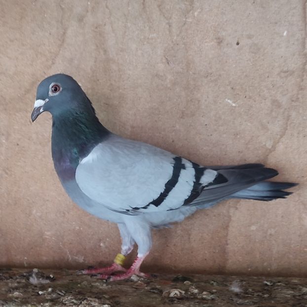 Femela 19-311 - Porumbei vanduti