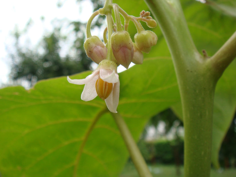 Flori după cinci ani - Tamarillo sau arbore de tomate