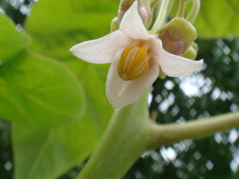 21.07.2024 - Tamarillo sau arbore de tomate