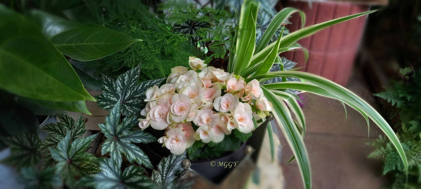 © - Begonia