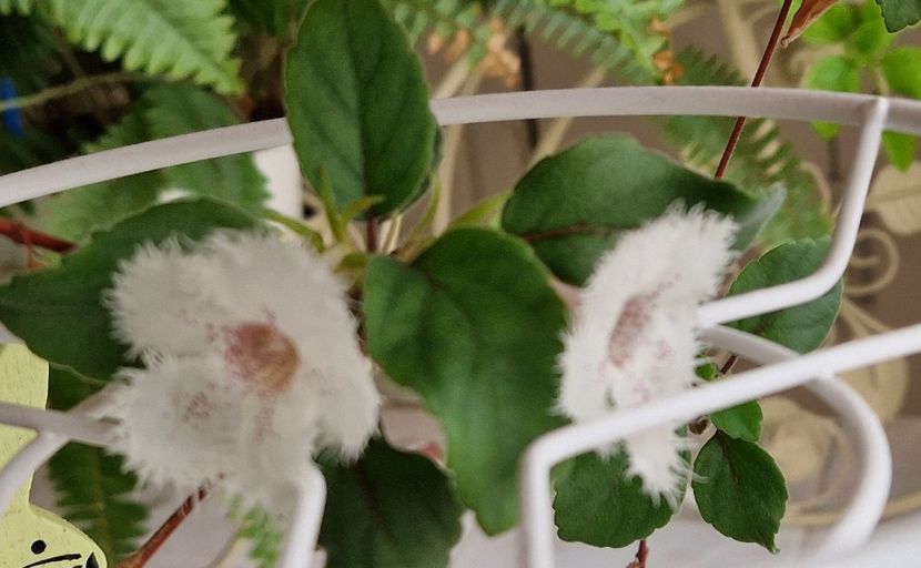 Alsobia 2024 - Alte plante de interior