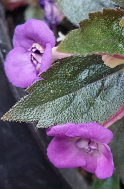  - Violaceea semiplena