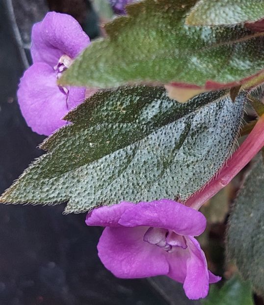  - Violaceea semiplena