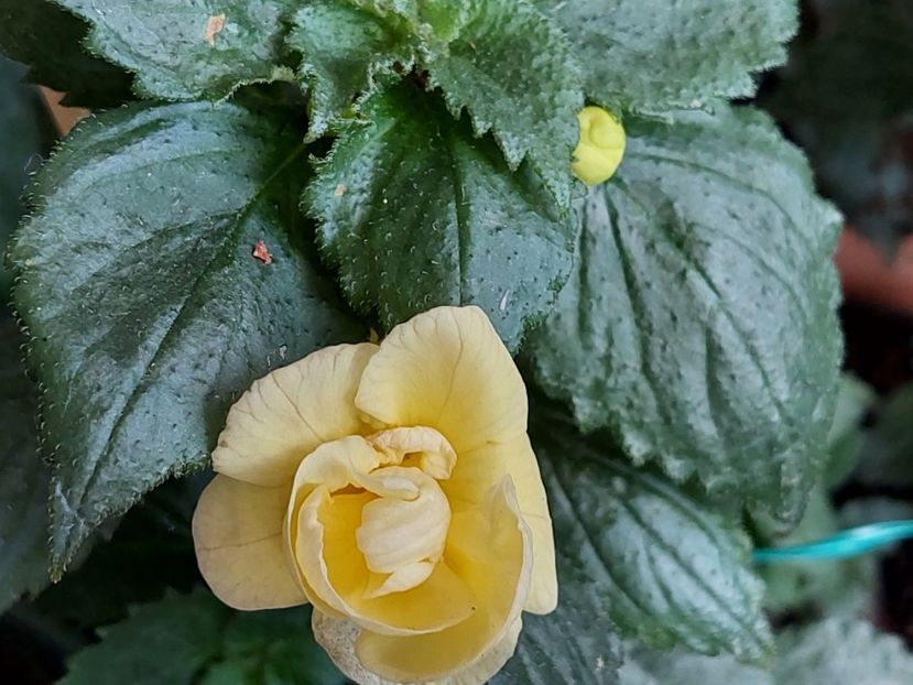 - RFs TROPICANA 2
