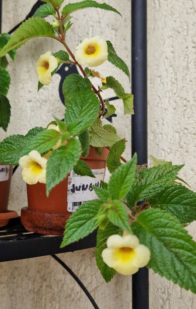 Micutii clopotei galbeni - Sunburst_