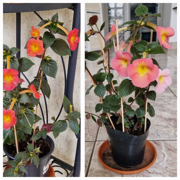 Cel de la exterior vs cel din interior - Peach Cascade p