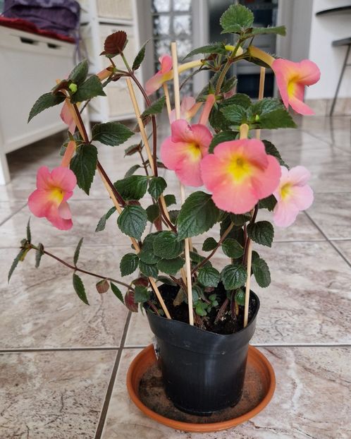  - Peach Cascade p