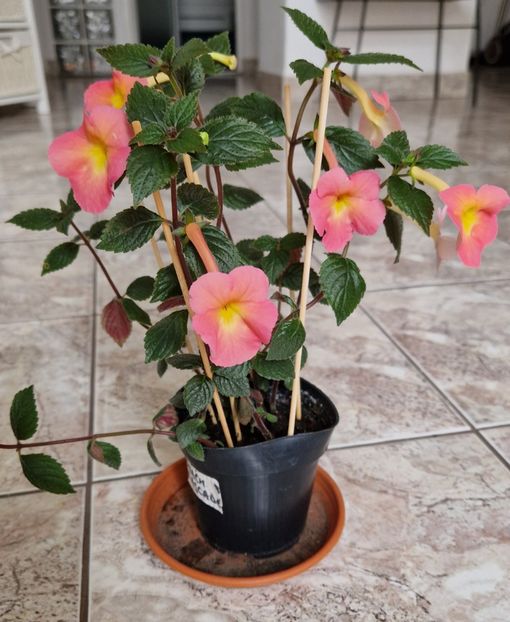  - Peach Cascade p