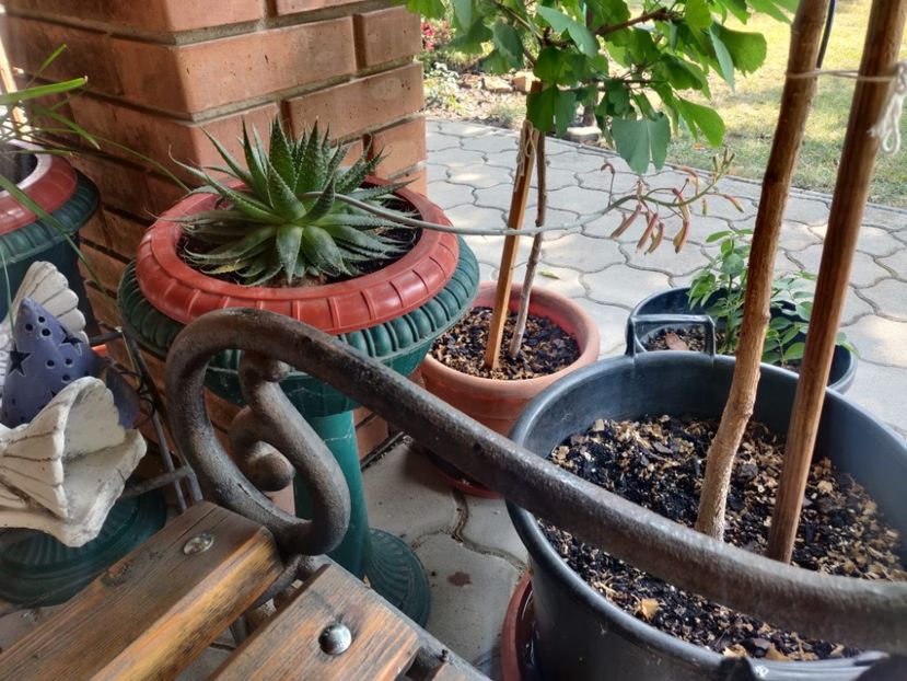  - Gradina si terasa PrimaLuce__11-Hello 2024