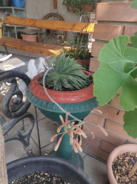  - Gradina si terasa PrimaLuce__11-Hello 2024