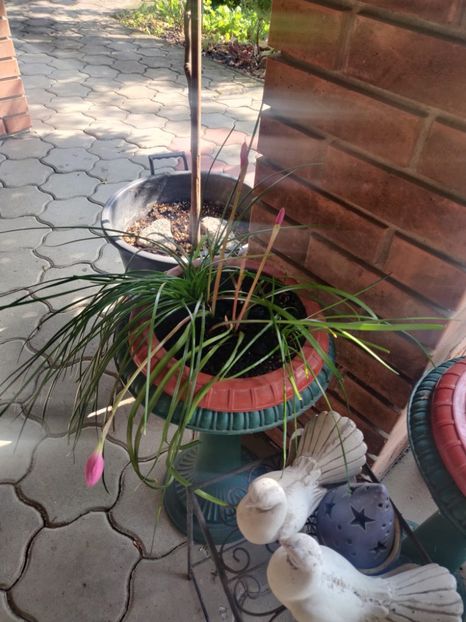  - Gradina si terasa PrimaLuce__11-Hello 2024