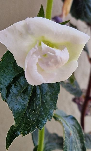 Brid s Barbara - Achimenes 2024