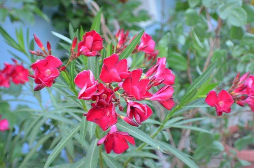  - dragostea  de natura