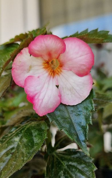 Christmas Lollypop - Achimenes 2024