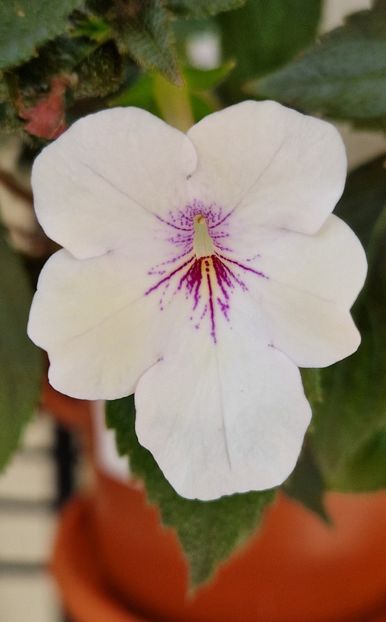 Charity - Achimenes 2024
