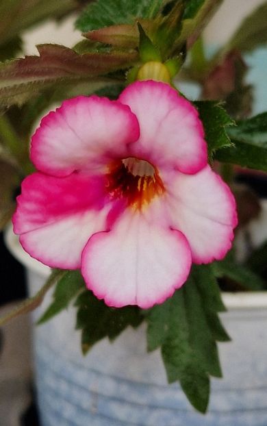 Amour - Achimenes 2024