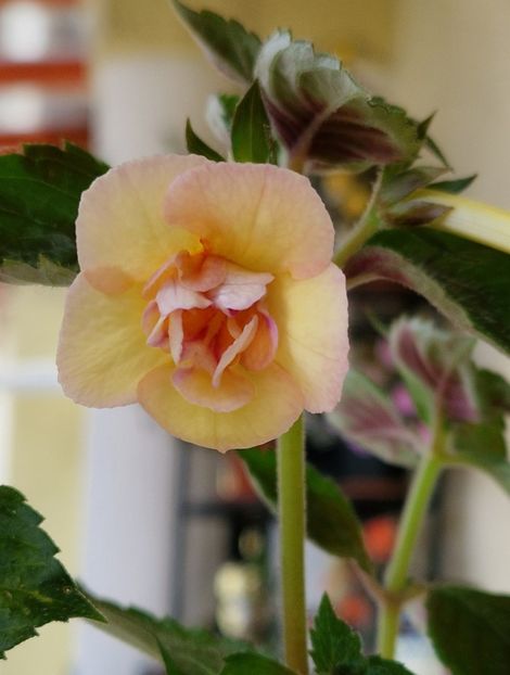 Sun Dance - Achimenes 2024