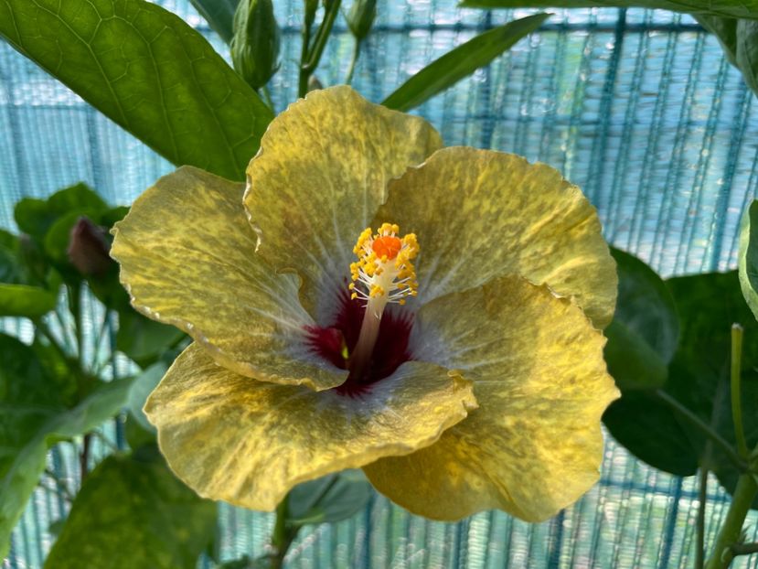  - 001 - Hibiscusi 2024 - 1