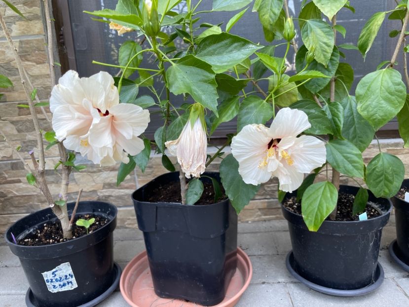  - 001 - Hibiscusi 2024 - 1