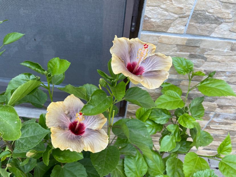  - 001 - Hibiscusi 2024 - 1