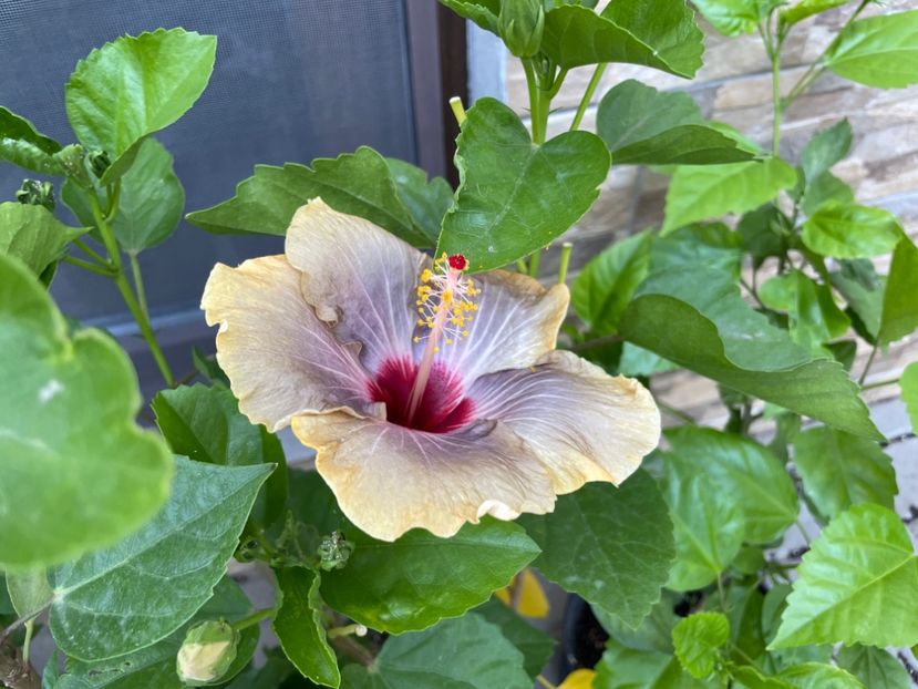  - 001 - Hibiscusi 2024 - 1