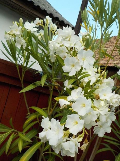  - mont blanc leandru nr 22