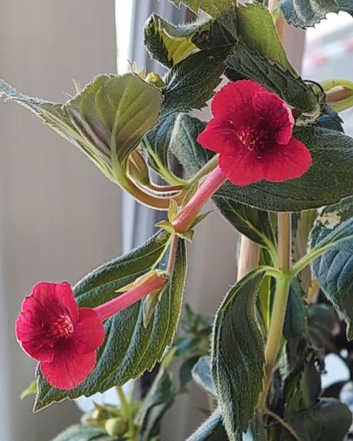  - RF-S MEXICAN VELVET RED