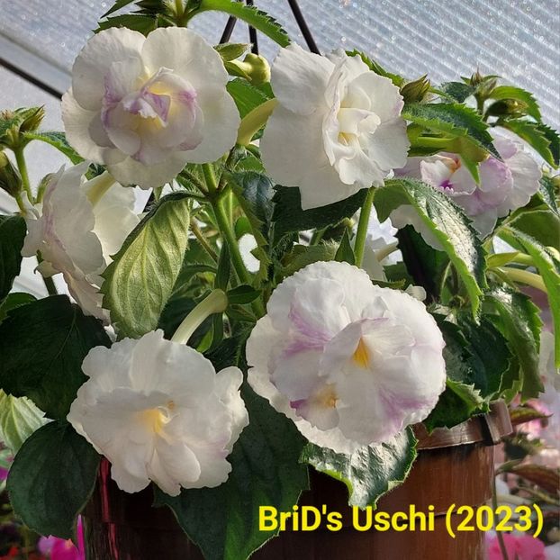 Img.2024.07.15 - Achi din semințe BriDs 2024