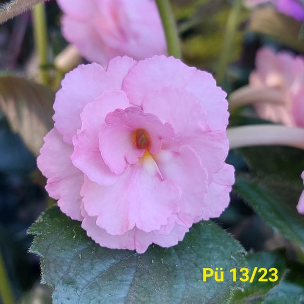 Img.2024.07.15 - Achi din semințe BriDs 2024